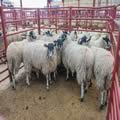 First prize North of England Mules